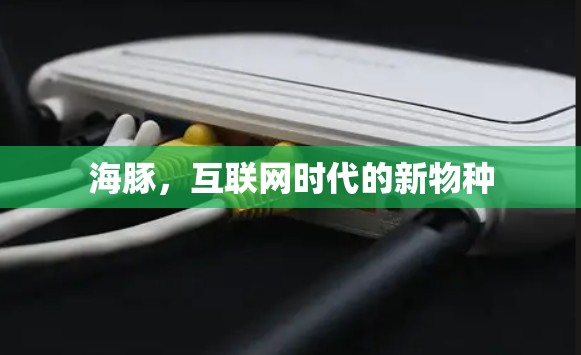 海豚,互联网时代的新物种 海豚,互联网时代的新物种